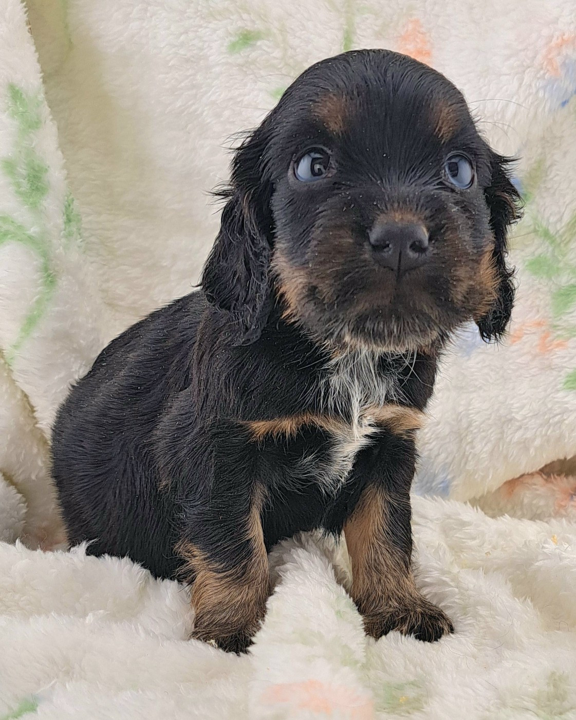 of Mayajoe's Dreams - Chiots disponibles - Cocker Spaniel Anglais