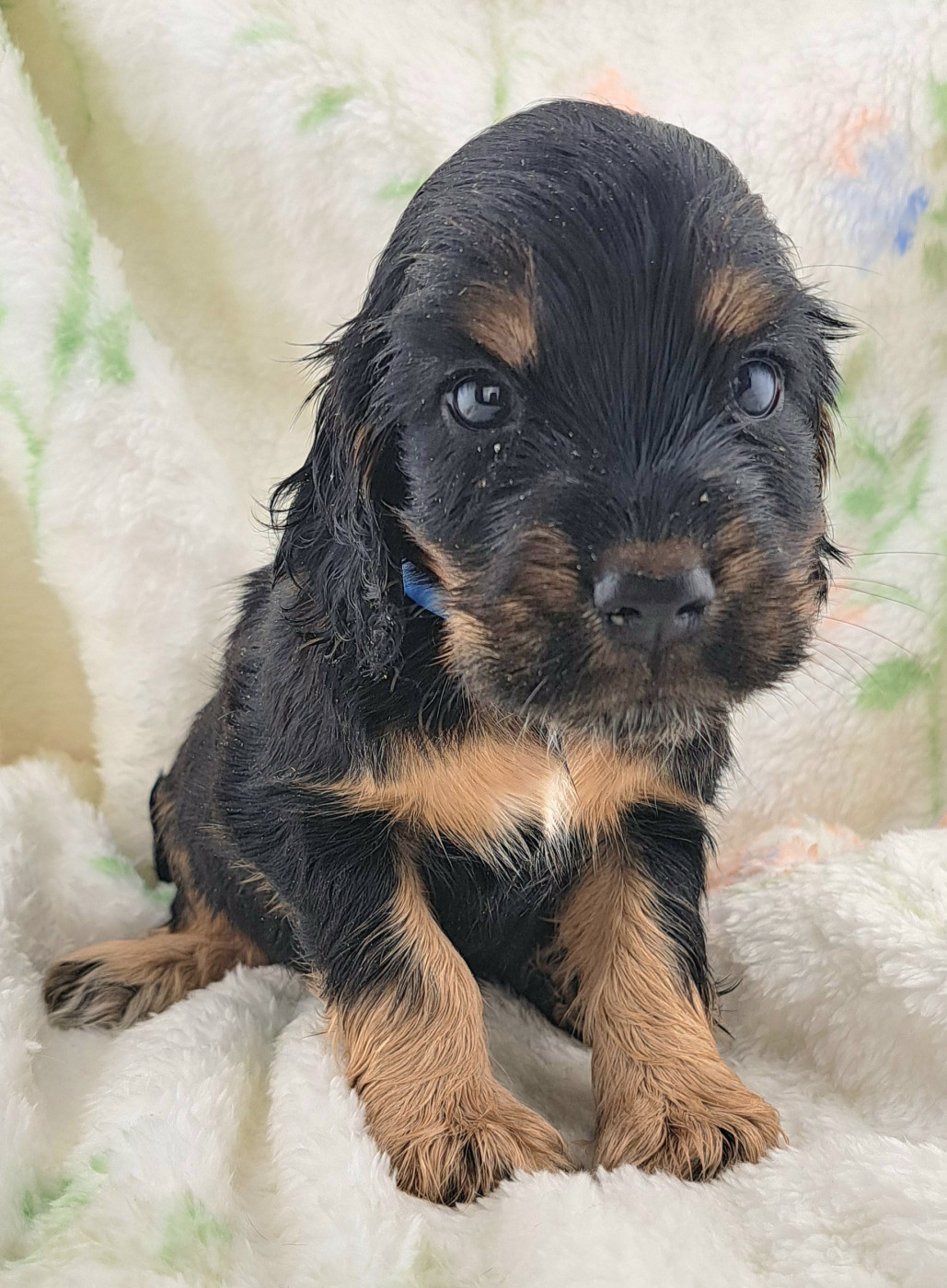 of Mayajoe's Dreams - Chiots disponibles - Cocker Spaniel Anglais