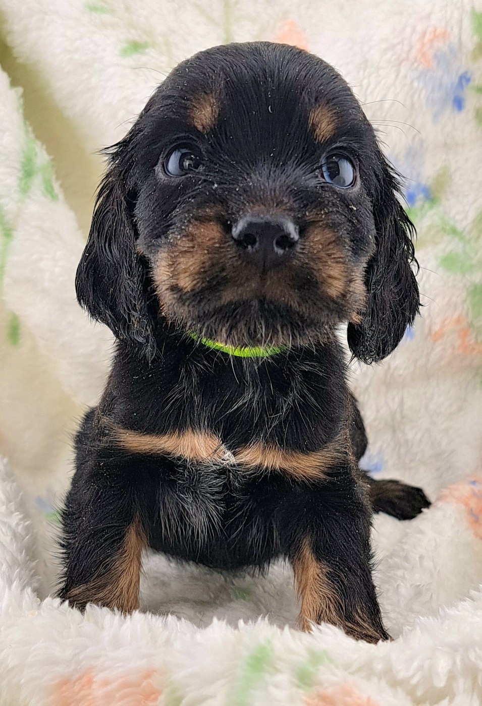 of Mayajoe's Dreams - Chiots disponibles - Cocker Spaniel Anglais