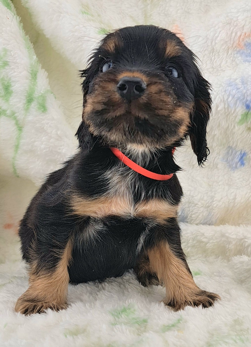 of Mayajoe's Dreams - Chiots disponibles - Cocker Spaniel Anglais