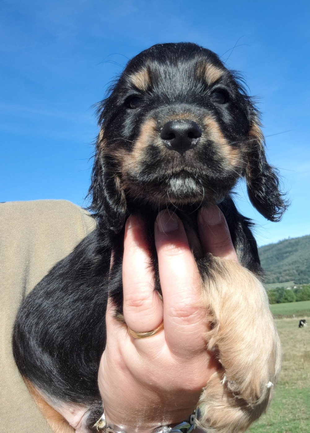 of Mayajoe's Dreams - Chiots disponibles - Cocker Spaniel Anglais
