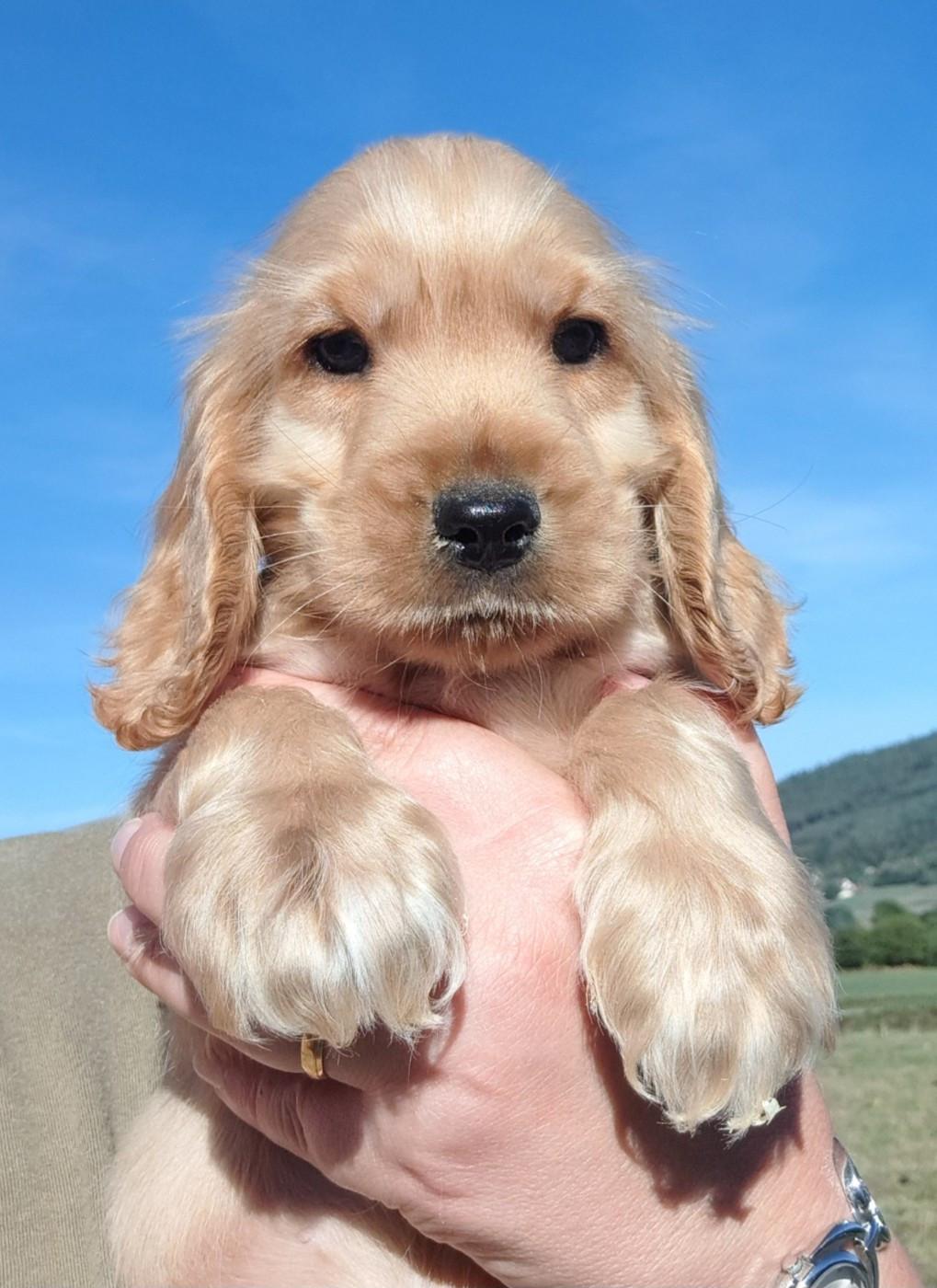 of Mayajoe's Dreams - Chiots disponibles - Cocker Spaniel Anglais