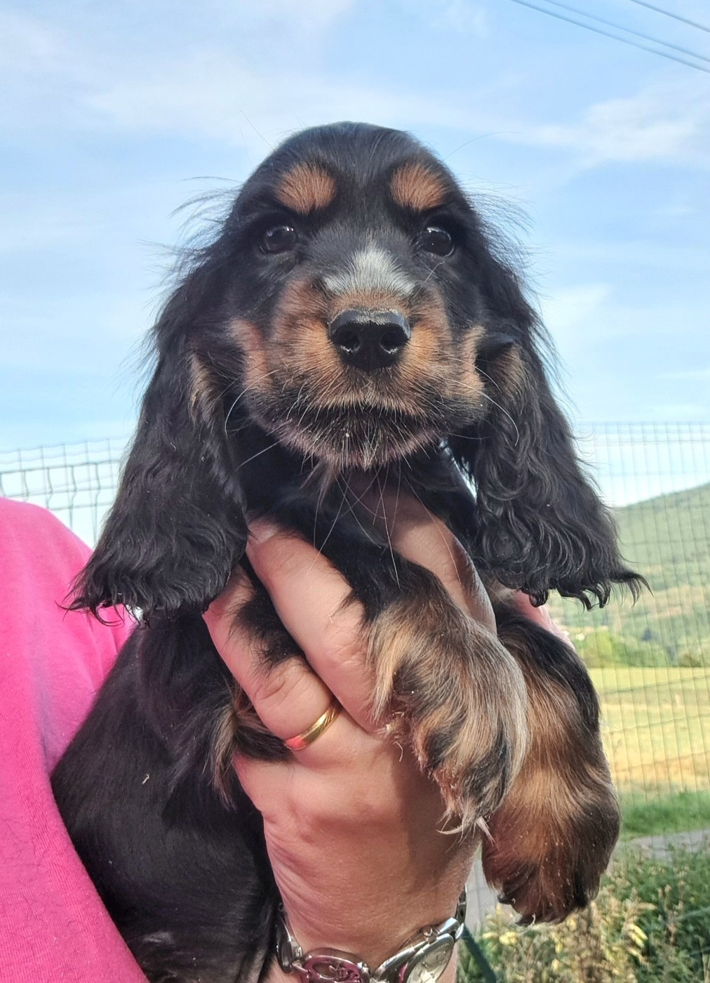 of Mayajoe's Dreams - Chiots disponibles - Cocker Spaniel Anglais