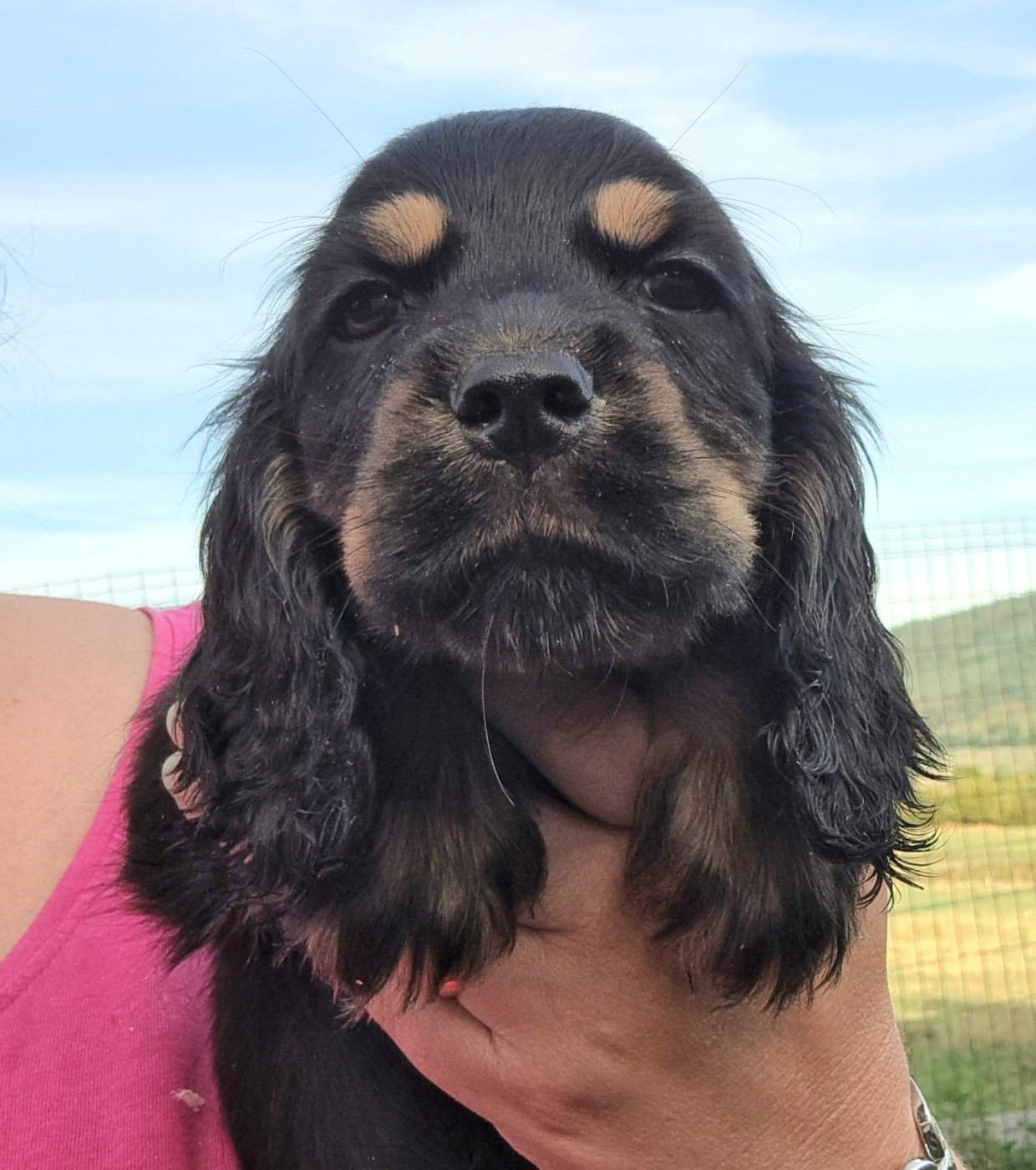 of Mayajoe's Dreams - Chiots disponibles - Cocker Spaniel Anglais