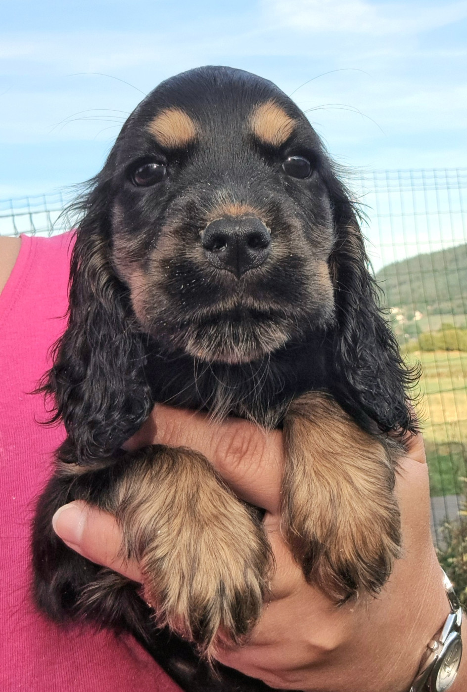 of Mayajoe's Dreams - Cocker Spaniel Anglais - Portée née le 19/07/2026