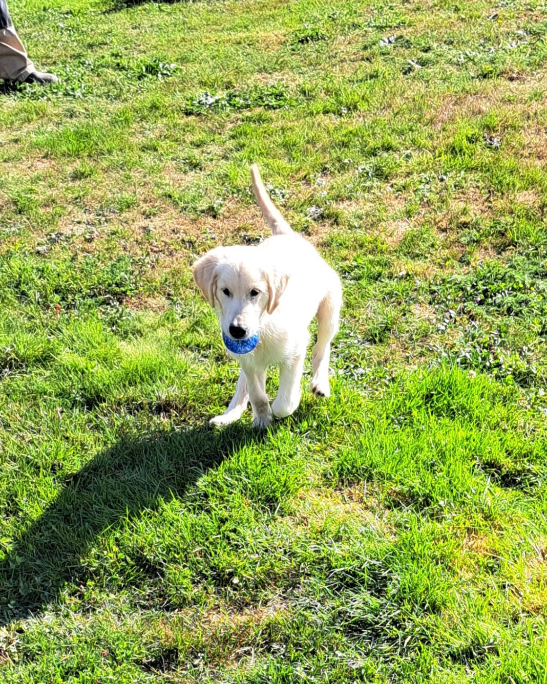 of Mayajoe's Dreams - Chiots disponibles - Golden Retriever