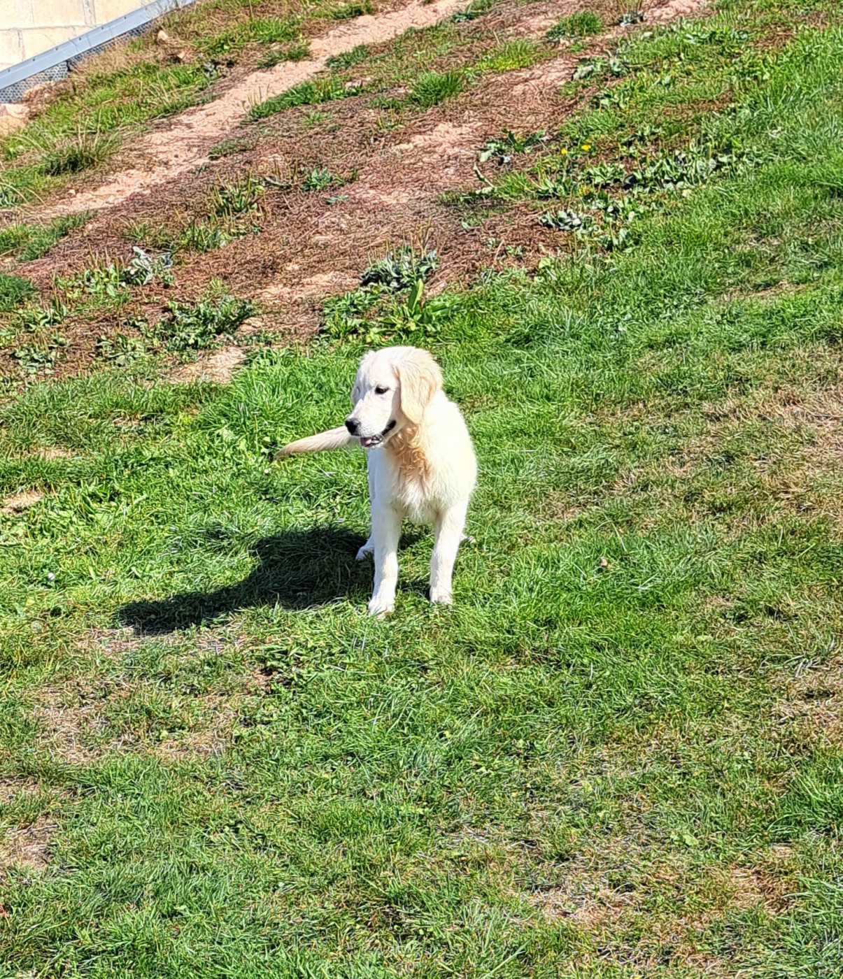 of Mayajoe's Dreams - Chiots disponibles - Golden Retriever