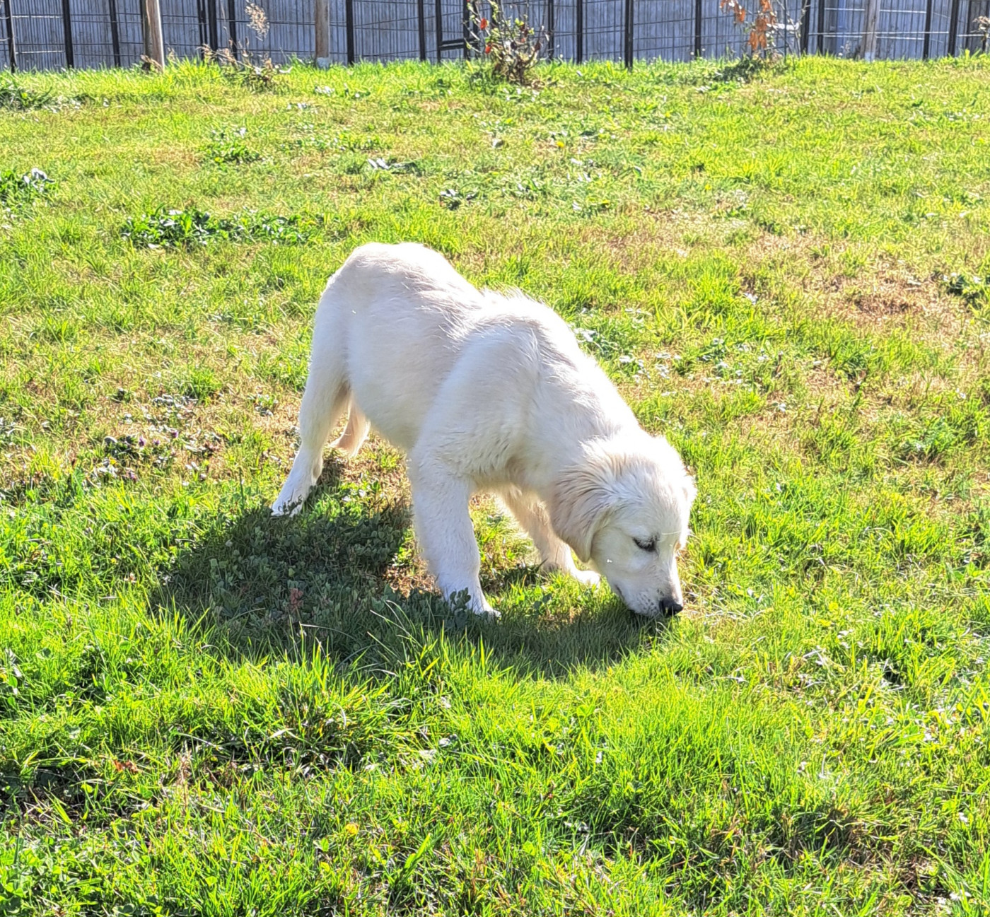 of Mayajoe's Dreams - Chiots disponibles - Golden Retriever
