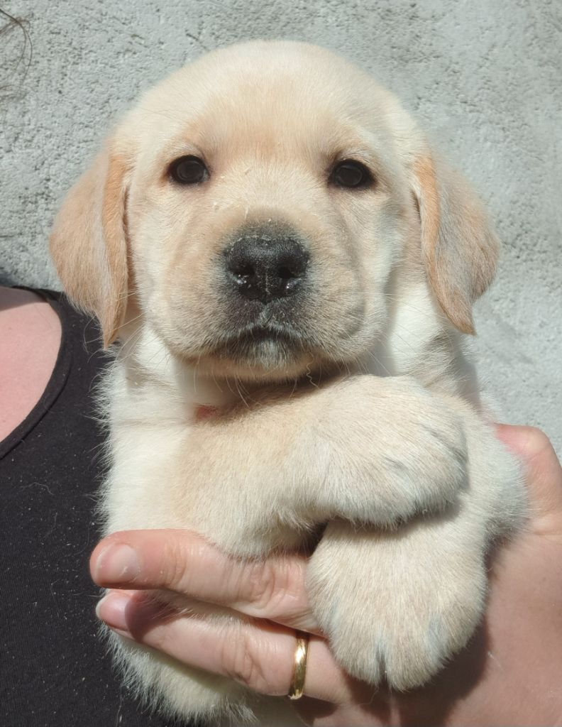 of Mayajoe's Dreams - Chiots disponibles - Labrador Retriever