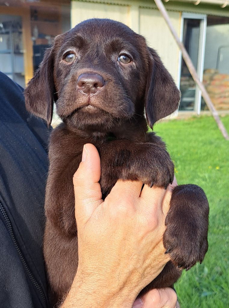 of Mayajoe's Dreams - Chiots disponibles - Labrador Retriever