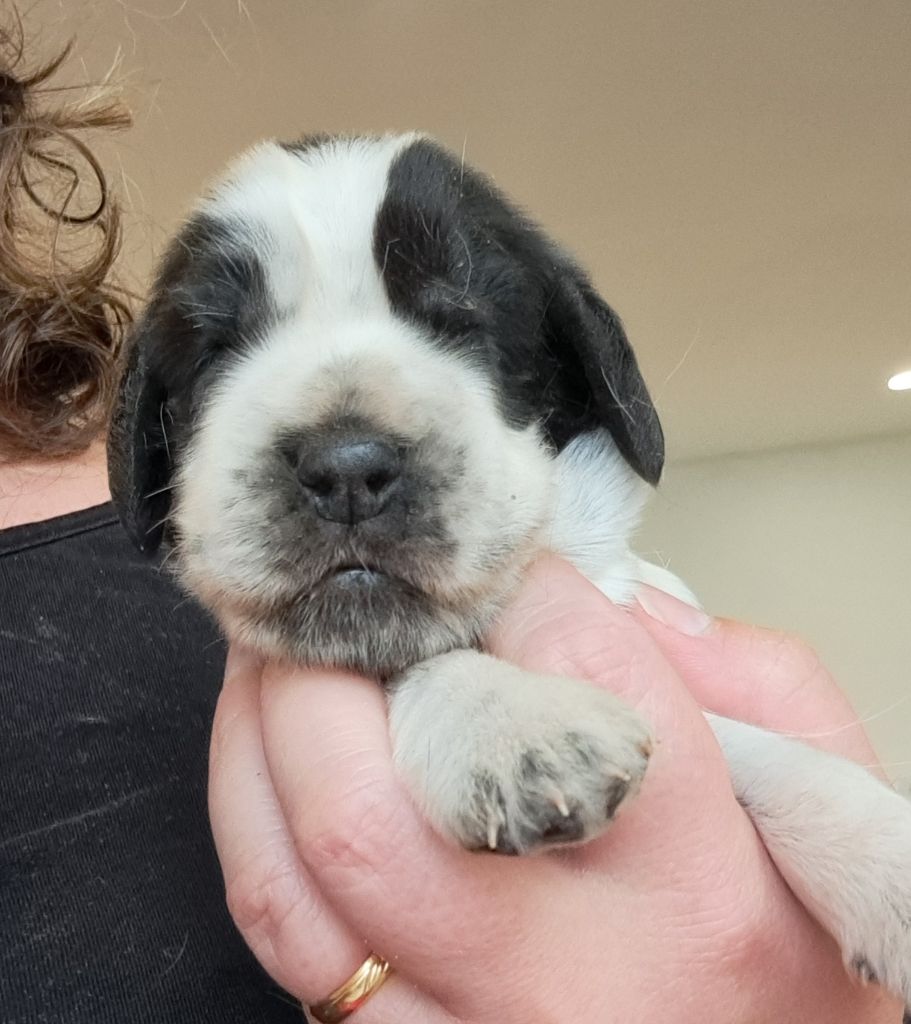 of Mayajoe's Dreams - Chiots disponibles - Cocker Spaniel Anglais