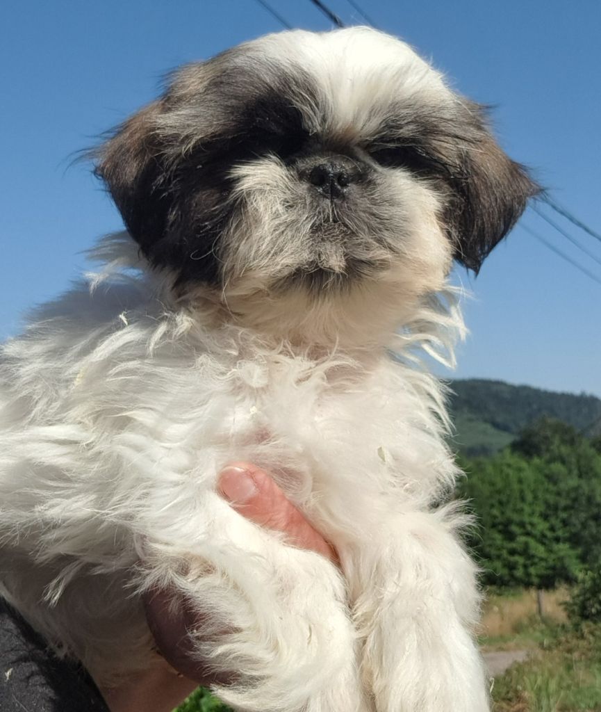 of Mayajoe's Dreams - Chiots disponibles - Shih Tzu