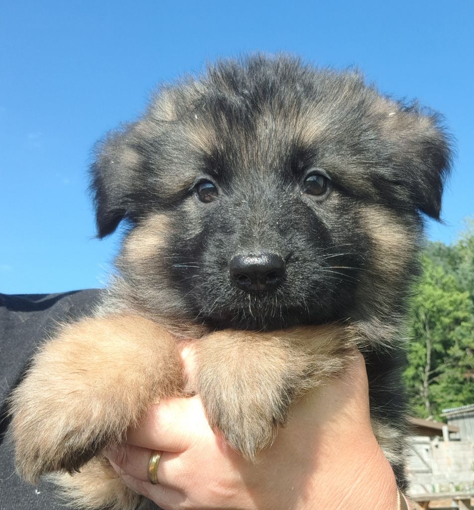of Mayajoe's Dreams - Chiots disponibles - Berger Allemand Poil Long