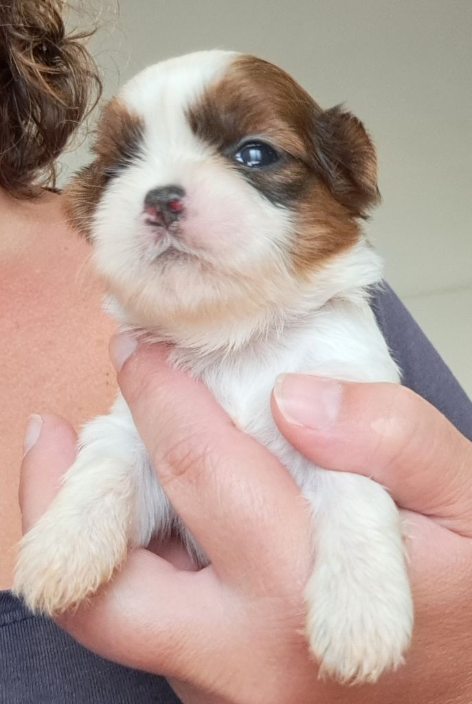 of Mayajoe's Dreams - Chiots disponibles - Shih Tzu