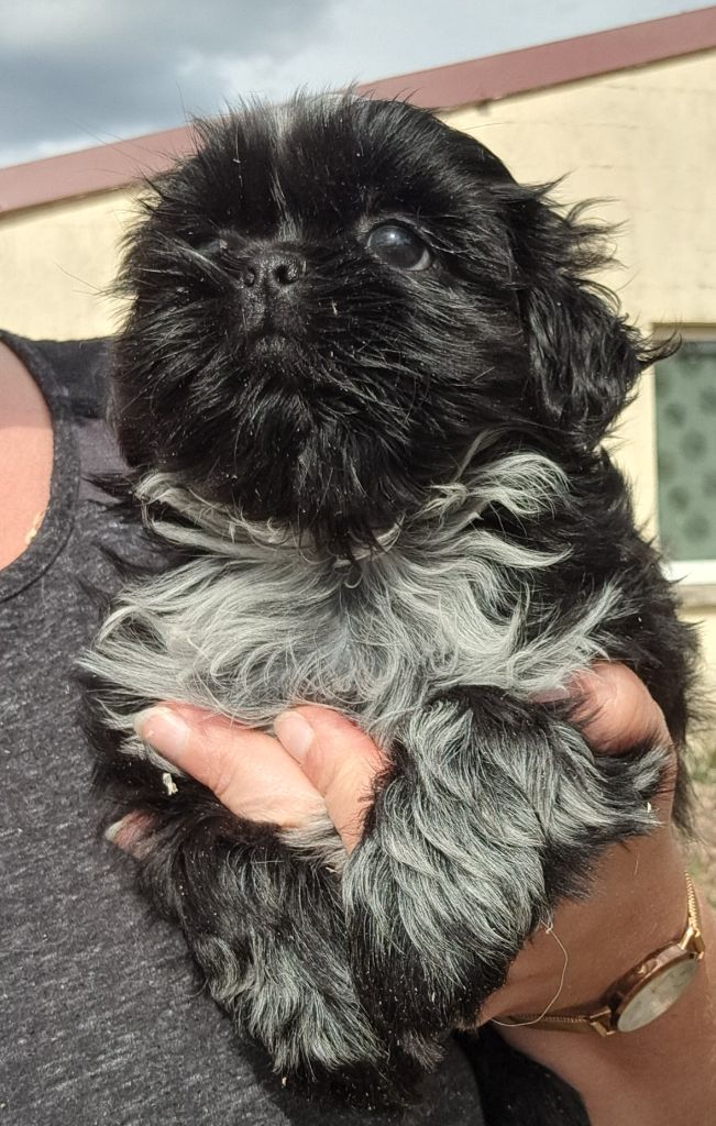 of Mayajoe's Dreams - Chiots disponibles - Shih Tzu