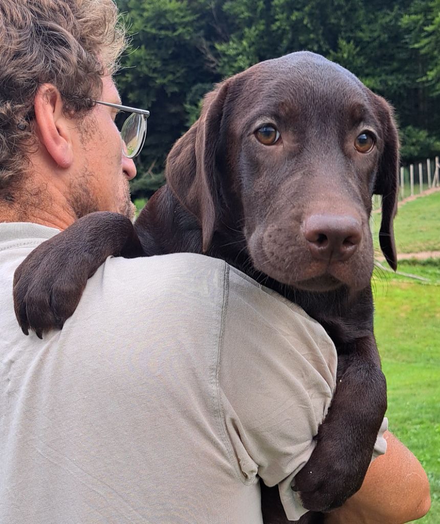 of Mayajoe's Dreams - Chiots disponibles - Labrador Retriever