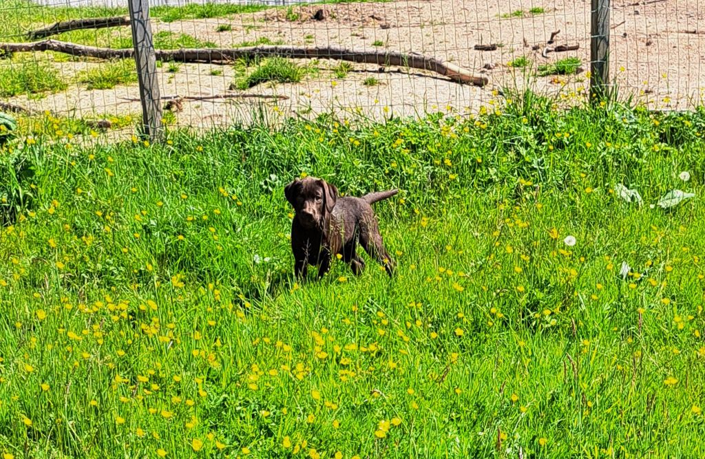 of Mayajoe's Dreams - Chiots disponibles - Labrador Retriever