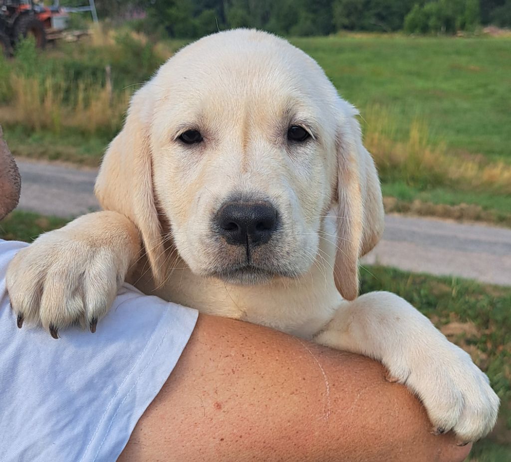 of Mayajoe's Dreams - Chiots disponibles - Labrador Retriever