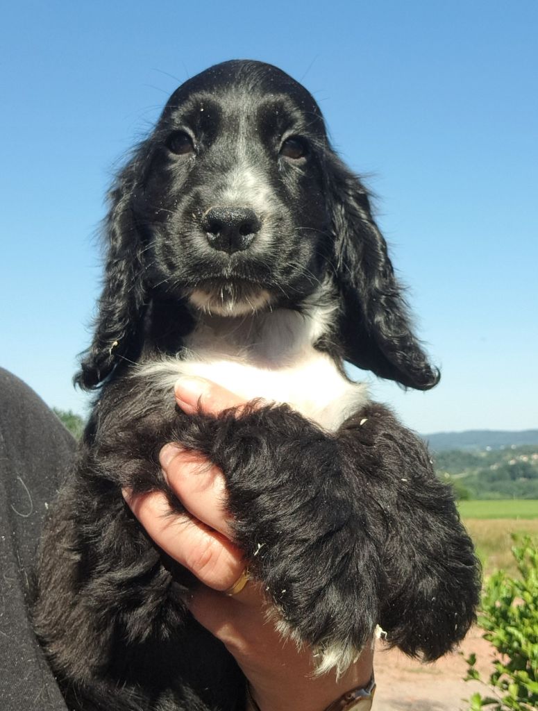 of Mayajoe's Dreams - Chiots disponibles - Cocker Spaniel Anglais
