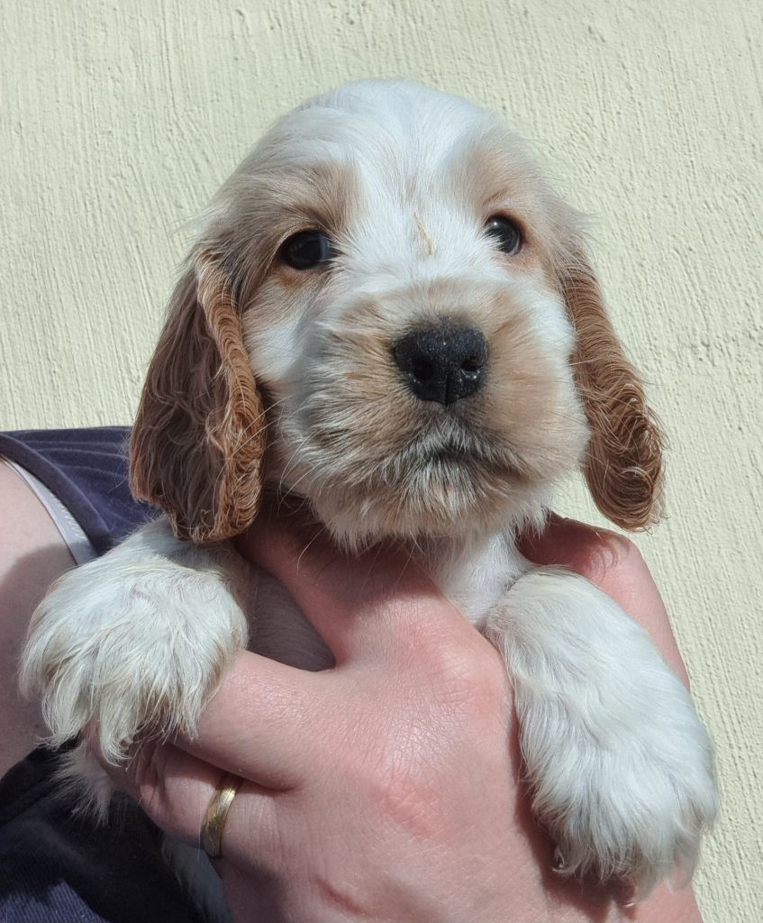 of Mayajoe's Dreams - Chiots disponibles - Cocker Spaniel Anglais