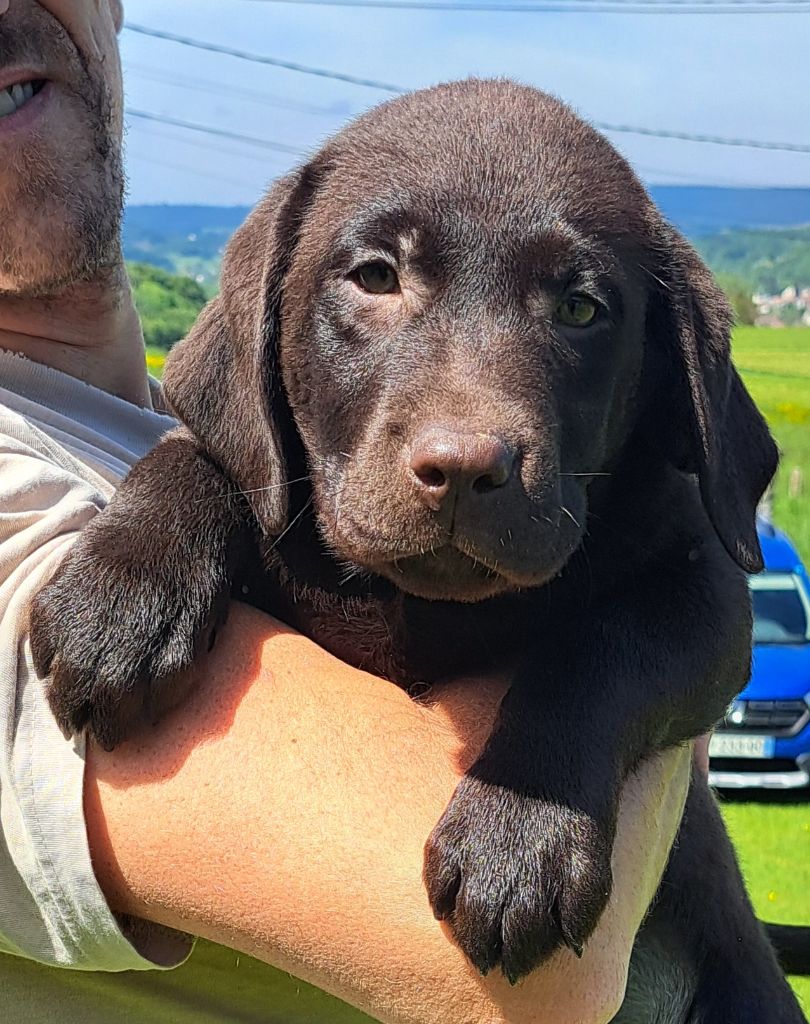of Mayajoe's Dreams - Chiots disponibles - Labrador Retriever