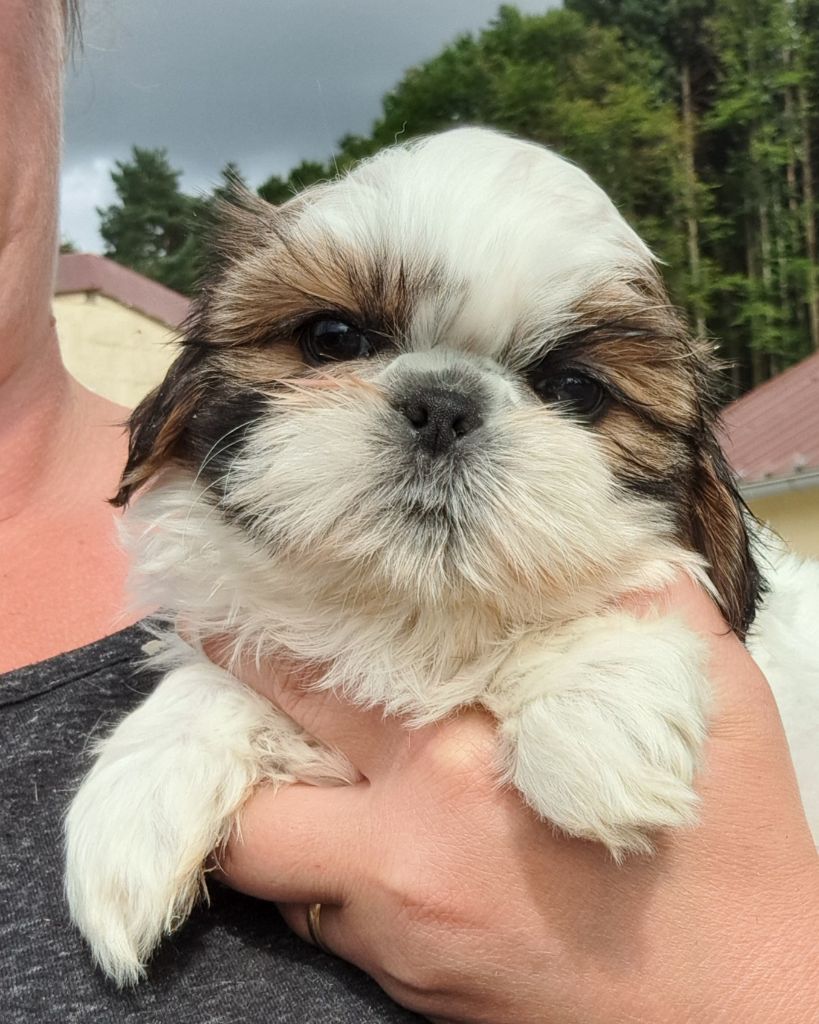 of Mayajoe's Dreams - Chiots disponibles - Shih Tzu