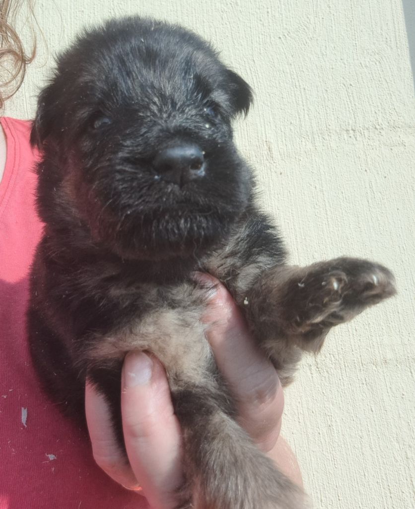 of Mayajoe's Dreams - Chiots disponibles - Berger Allemand Poil Long