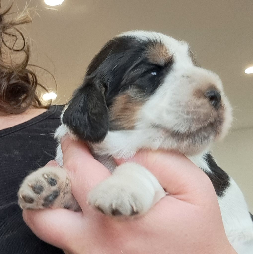 of Mayajoe's Dreams - Chiots disponibles - Cocker Spaniel Anglais