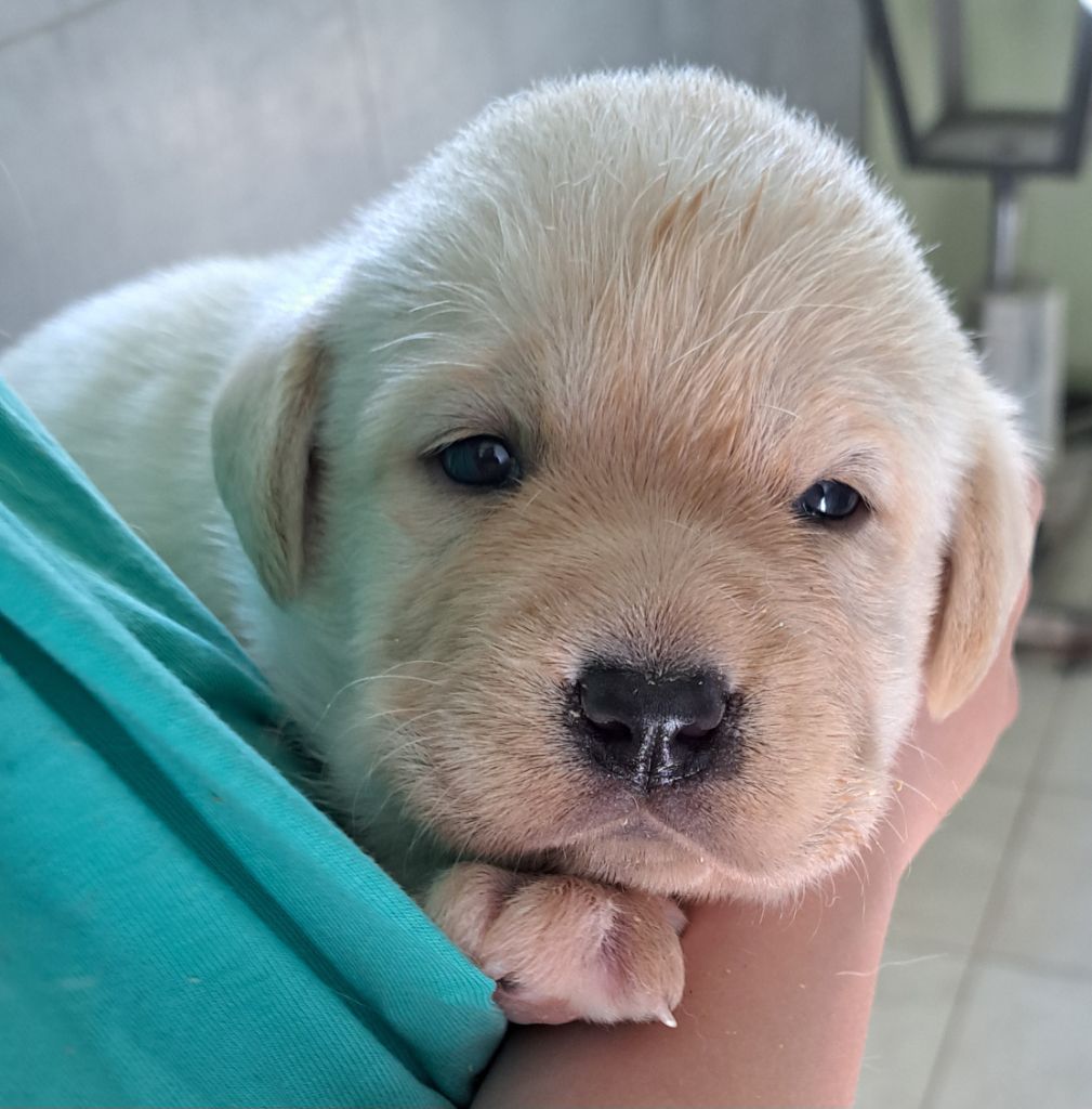 of Mayajoe's Dreams - Chiots disponibles - Labrador Retriever