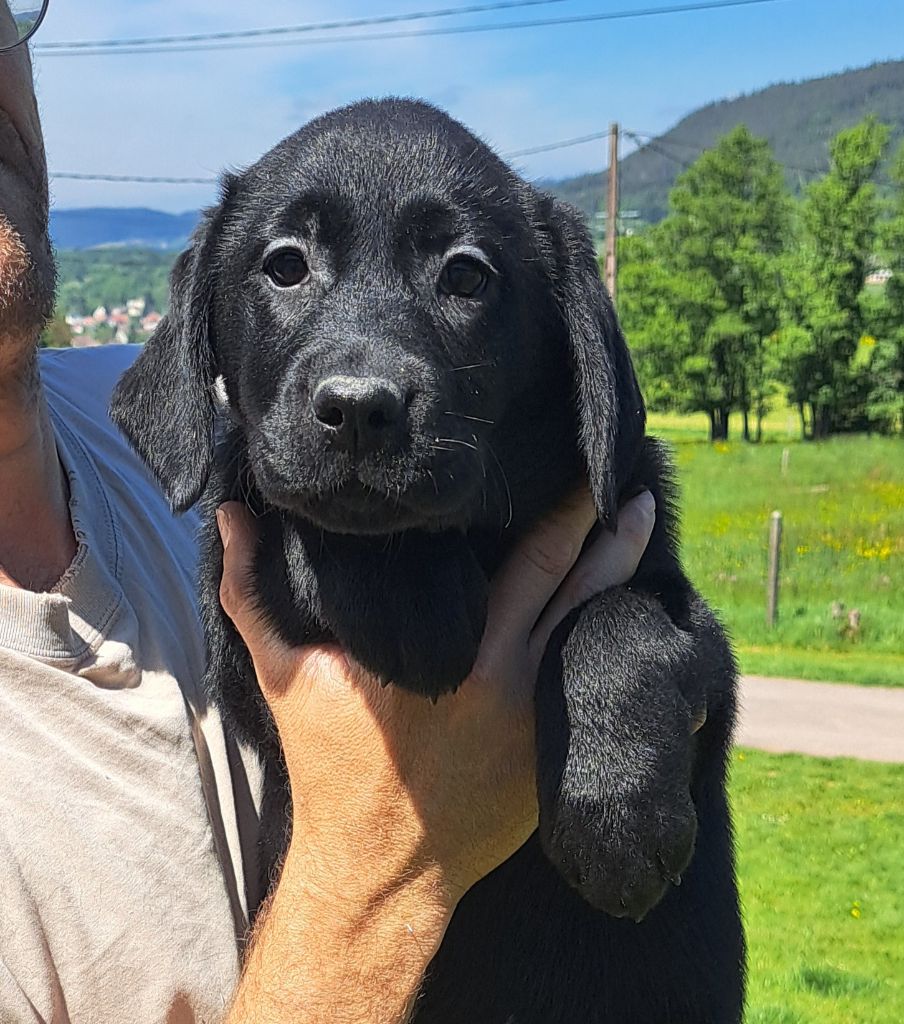 of Mayajoe's Dreams - Chiots disponibles - Labrador Retriever