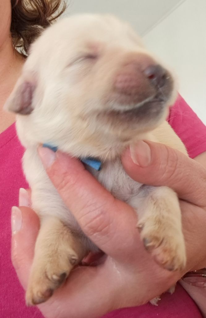 of Mayajoe's Dreams - Chiots disponibles - Golden Retriever