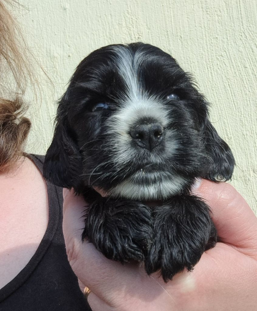 of Mayajoe's Dreams - Chiots disponibles - Cocker Spaniel Anglais