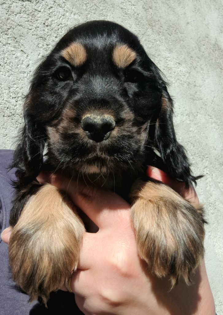 of Mayajoe's Dreams - Chiots disponibles - Cocker Spaniel Anglais