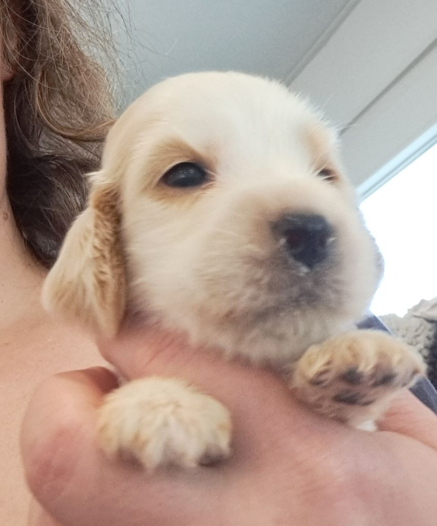 of Mayajoe's Dreams - Chiots disponibles - Cocker Spaniel Anglais