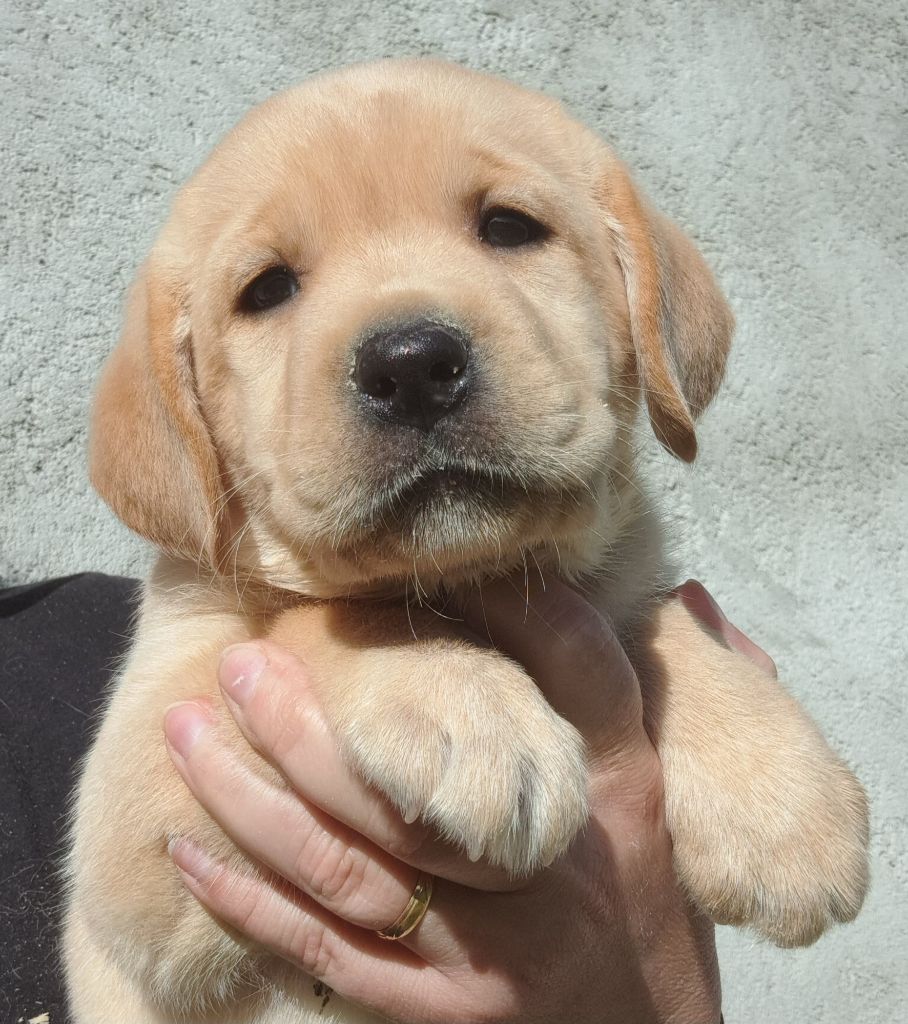 of Mayajoe's Dreams - Chiots disponibles - Labrador Retriever