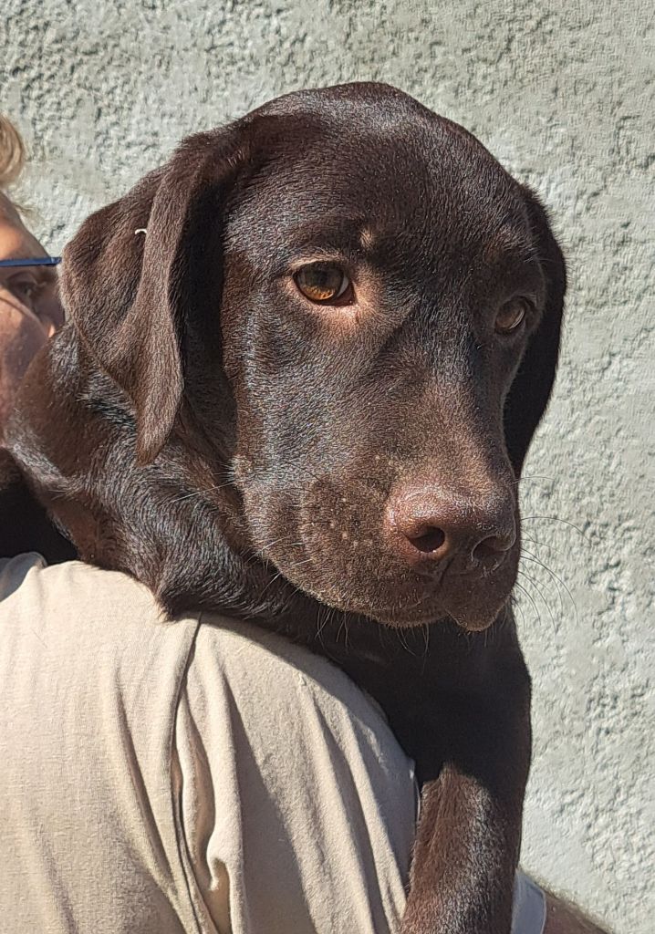 of Mayajoe's Dreams - Chiots disponibles - Labrador Retriever