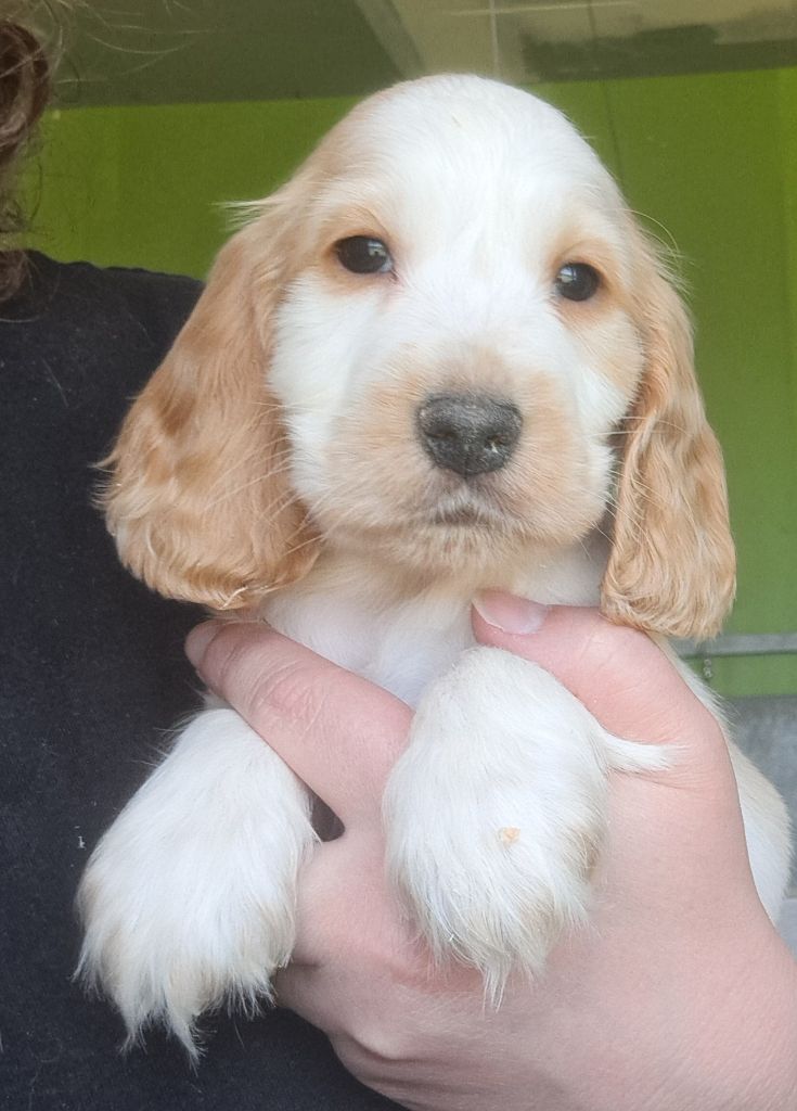 Achille (ruban marron)