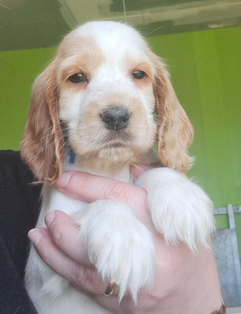 of Mayajoe's Dreams - Chiots disponibles - Cocker Spaniel Anglais