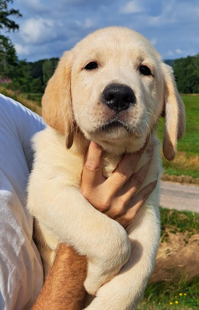 of Mayajoe's Dreams - Chiots disponibles - Labrador Retriever