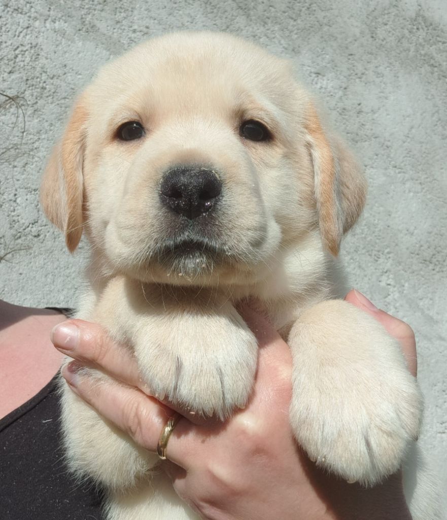 of Mayajoe's Dreams - Chiots disponibles - Labrador Retriever