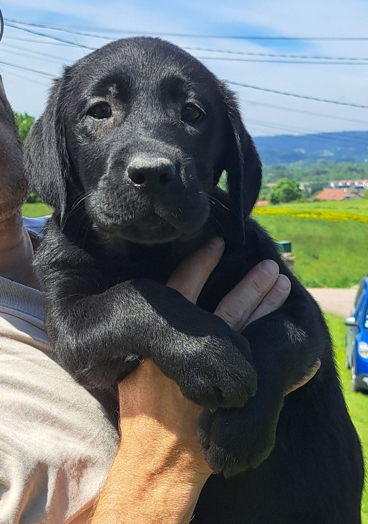 of Mayajoe's Dreams - Chiots disponibles - Labrador Retriever