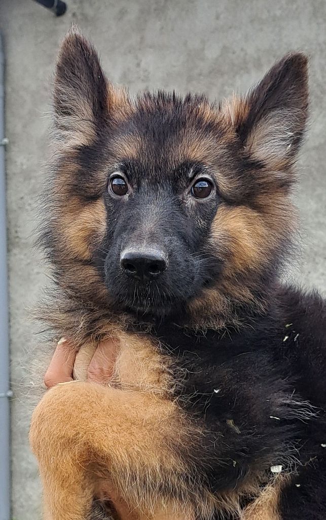 of Mayajoe's Dreams - Chiots disponibles - Berger Allemand Poil Long