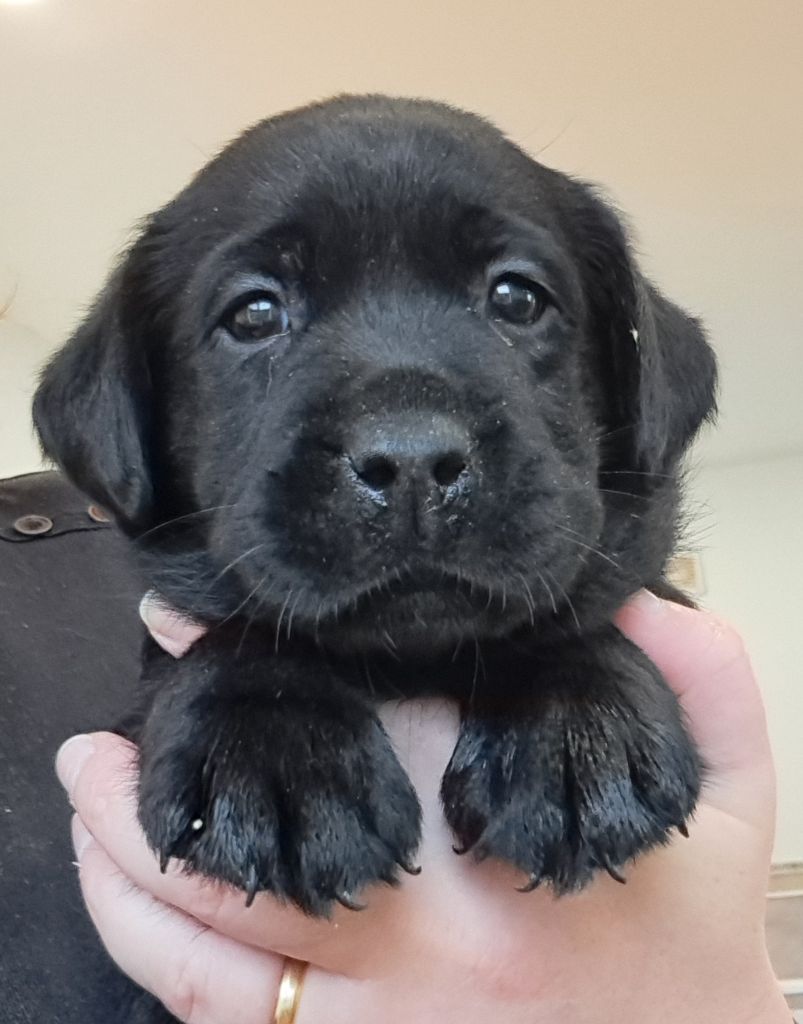 of Mayajoe's Dreams - Chiots disponibles - Labrador Retriever