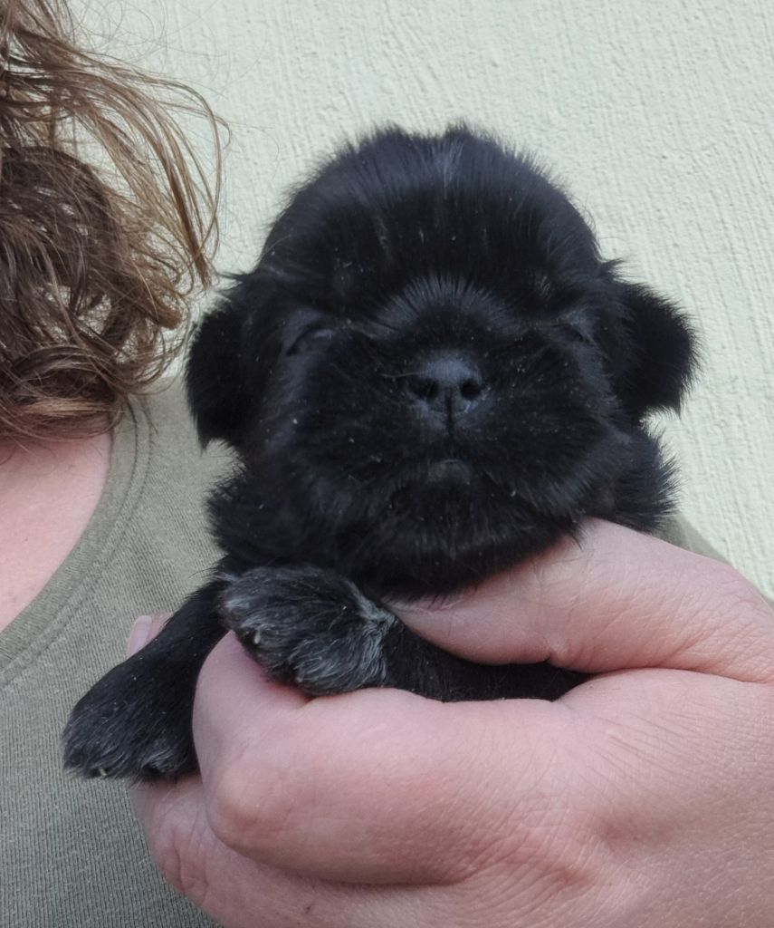 of Mayajoe's Dreams - Chiots disponibles - Shih Tzu