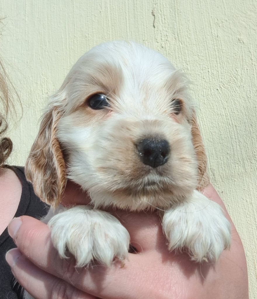 of Mayajoe's Dreams - Chiots disponibles - Cocker Spaniel Anglais