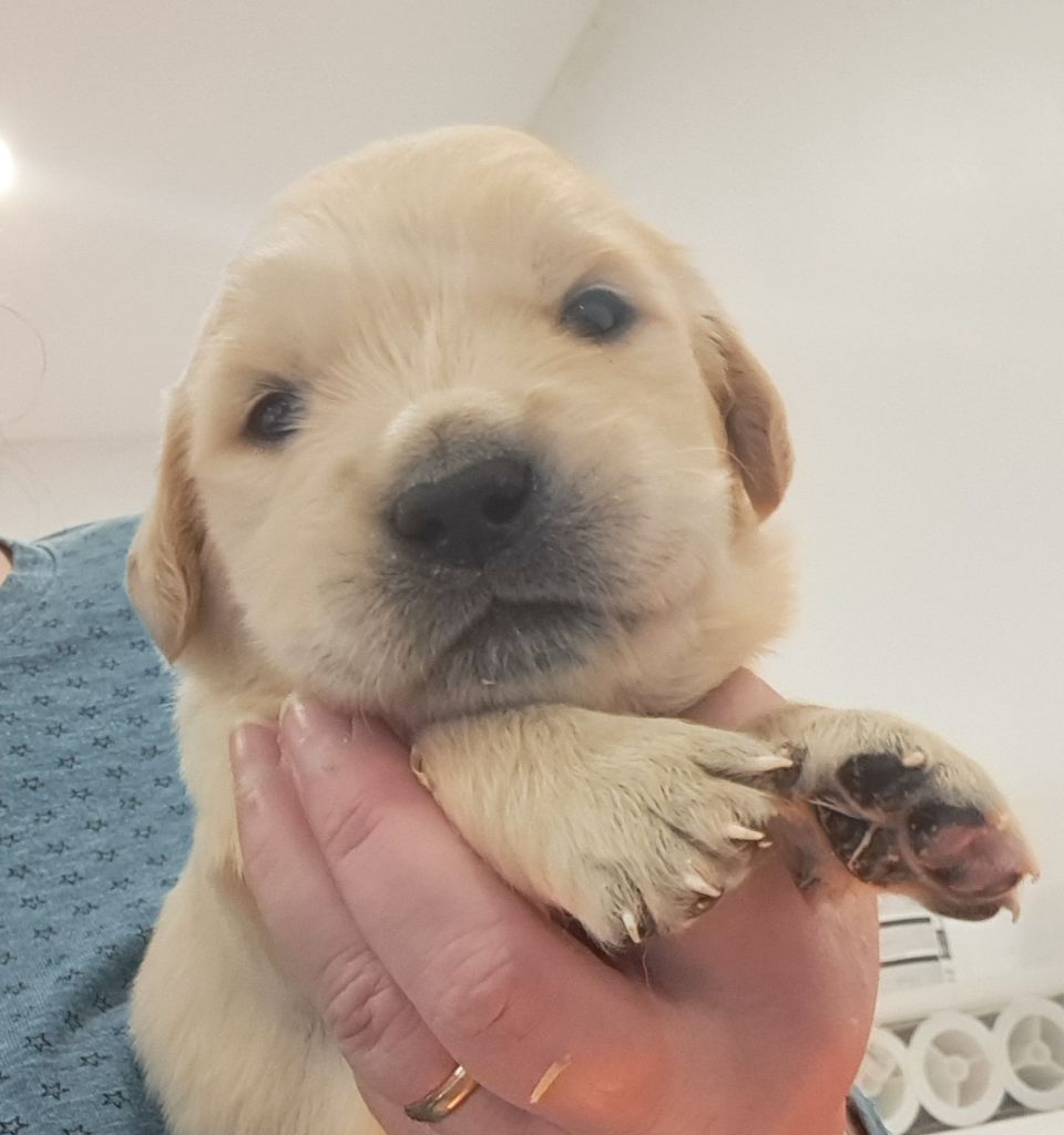 of Mayajoe's Dreams - Chiots disponibles - Golden Retriever