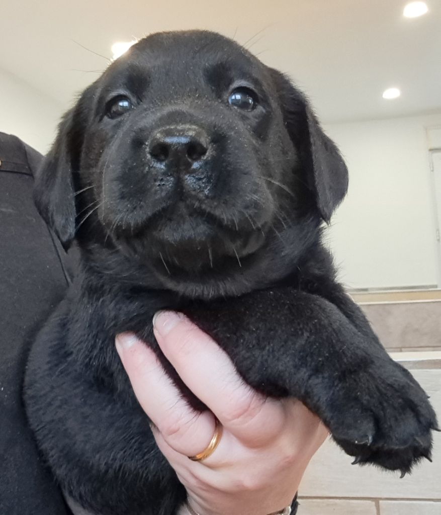 of Mayajoe's Dreams - Chiots disponibles - Labrador Retriever