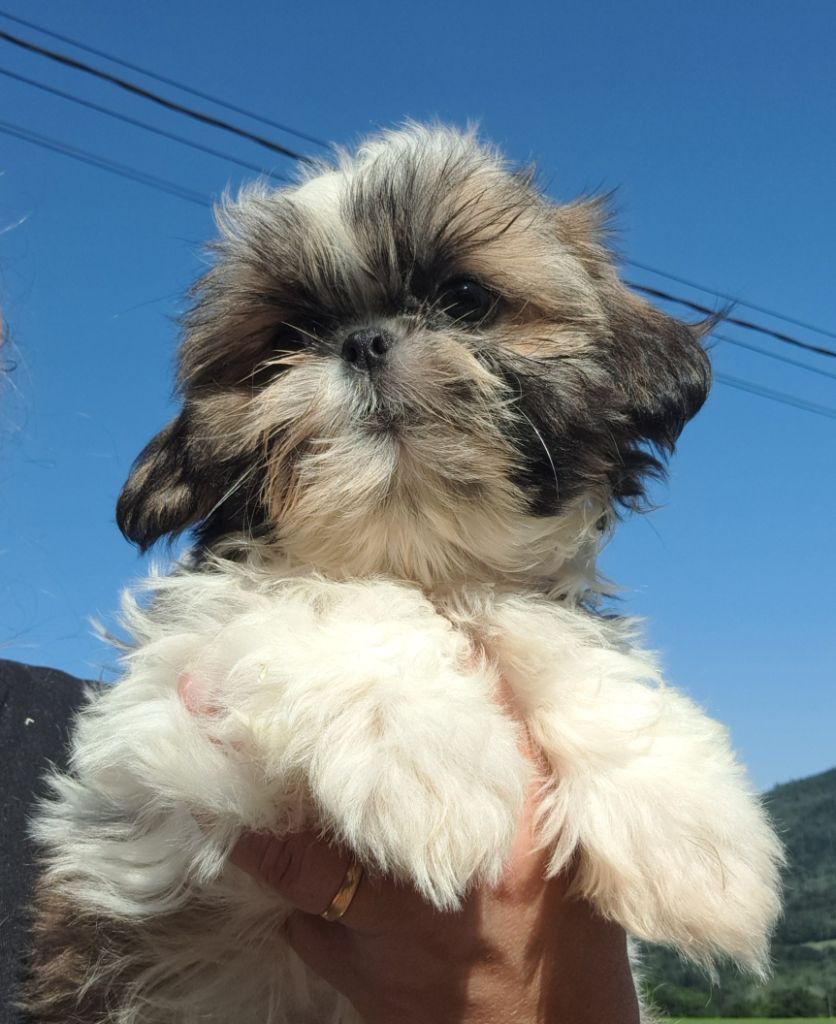 of Mayajoe's Dreams - Chiots disponibles - Shih Tzu