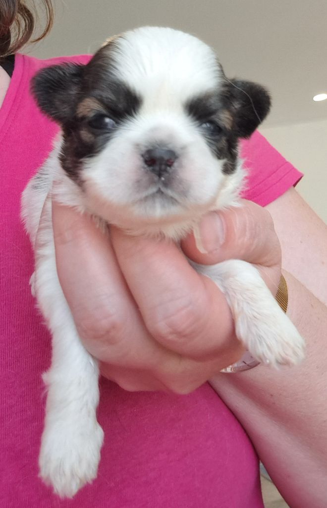 of Mayajoe's Dreams - Chiots disponibles - Shih Tzu