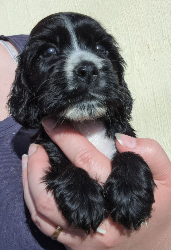 of Mayajoe's Dreams - Chiots disponibles - Cocker Spaniel Anglais